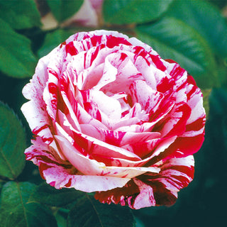 Fragrant Rose Garden Collection - 5 Plants