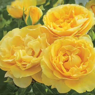 Fragrant Rose Garden Collection - 5 Plants