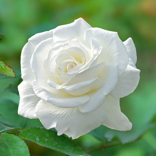Fragrant Rose Garden Collection - 5 Plants
