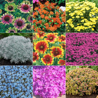 Drought-Resistant & Sun-Loving Designer Garden