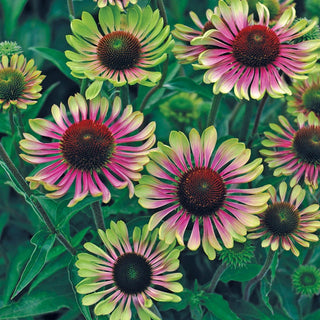 Drought-Resistant & Sun-Loving Designer Garden