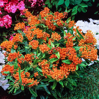 Drought-Resistant & Sun-Loving Designer Garden