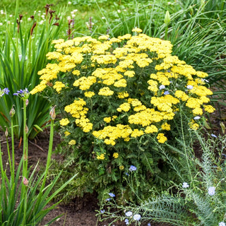 Drought-Resistant & Sun-Loving Designer Garden