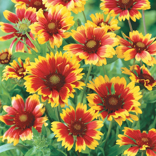 Drought-Resistant & Sun-Loving Designer Garden