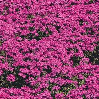 Drought-Resistant & Sun-Loving Designer Garden