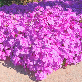 Drought-Resistant & Sun-Loving Designer Garden