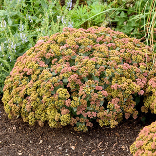 Drought-Resistant & Sun-Loving Designer Garden