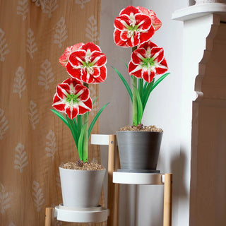 Samba Amaryllis in Forever Pots