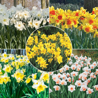 Daffodils for Naturalizing Collection