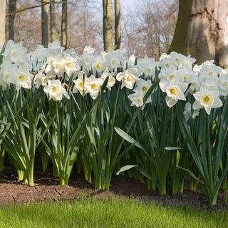 Daffodils for Naturalizing Collection