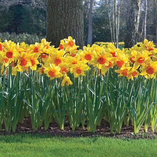 Daffodils for Naturalizing Collection