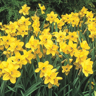 Daffodils for Naturalizing Collection