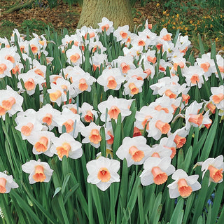 Daffodils for Naturalizing Collection