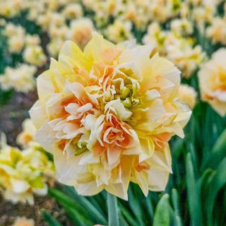 Pom Pom Rose Daffodil