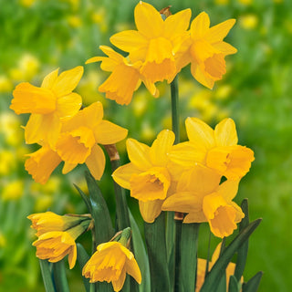 All-Season Award Winning Daffodil Collection