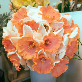 All-Season Award Winning Daffodil Collection