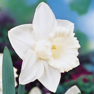 All-Season Award Winning Daffodil Collection
