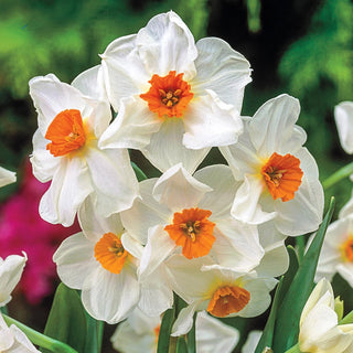 All-Season Award Winning Daffodil Collection