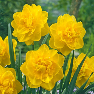 All-Season Award Winning Daffodil Collection