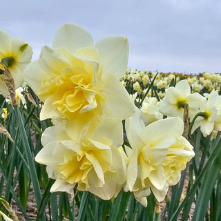 Little Kiwi Daffodil
