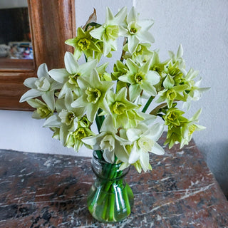 Green Daffodil Collection