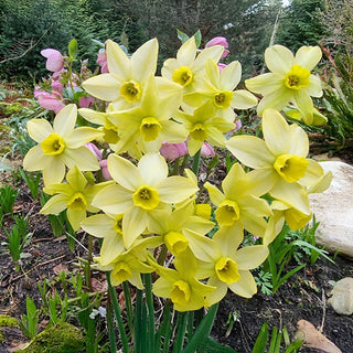 Green Daffodil Collection