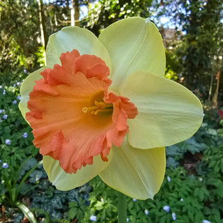 Fulfillment Daffodil