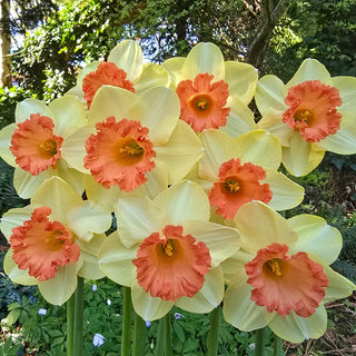 Fulfillment Daffodil
