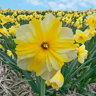 Golden Flutter Daffodil