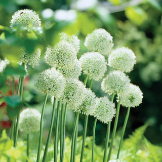 White Giant Allium