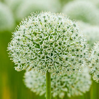 White Giant Allium
