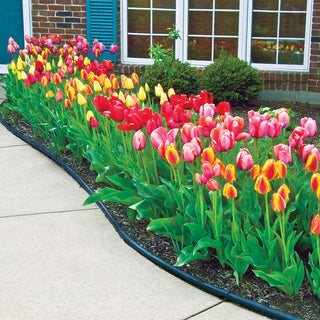 Jumbo Perennial Tulip Collection