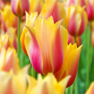 Blushing Beauty Tulip