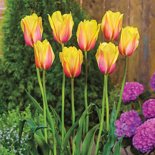 Blushing Beauty Tulip