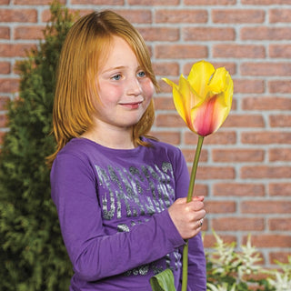 Blushing Beauty Tulip