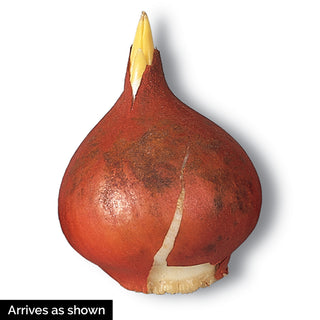 Blushing Beauty Tulip