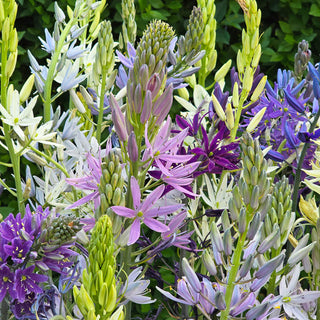 Indian Hyacinth Breeder's Mixture