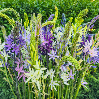 Indian Hyacinth Breeder's Mixture