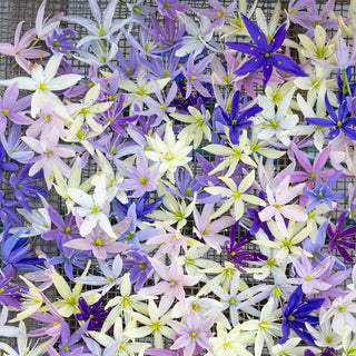 Indian Hyacinth Breeder's Mixture