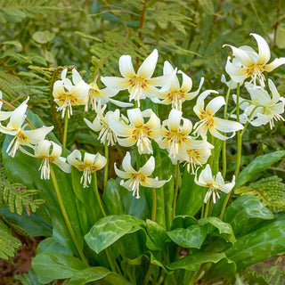White Beauty Dog's Tooth Violet
