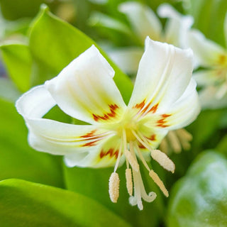 White Beauty Dog's Tooth Violet