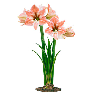 King Star Amaryllis