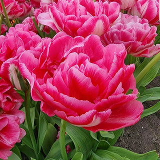 Marshmallow Tulip