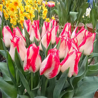 Nemo Tulip
