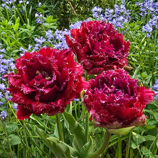 Black Currant Tulip