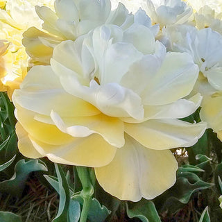 Wedding Dream Tulip