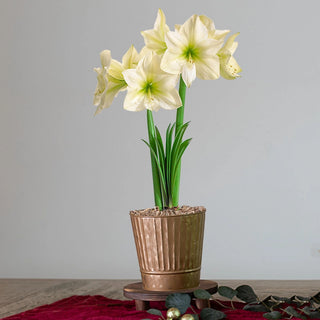 Lemon Star Amaryllis Single