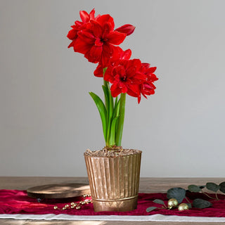 Malaga Amaryllis Single