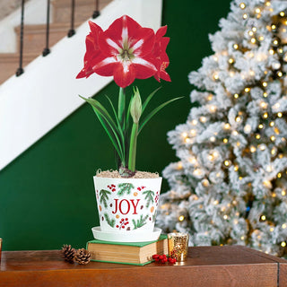 Minerva Amaryllis in Forever Pot
