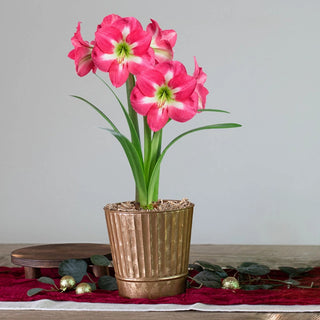 Cape Horn Amaryllis Single
